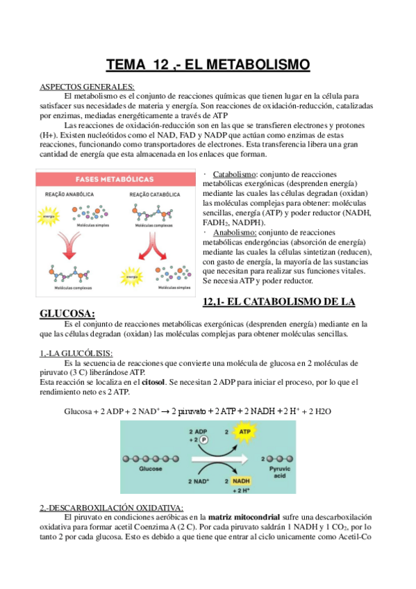 Miniatura del documento metabolismo.pdf