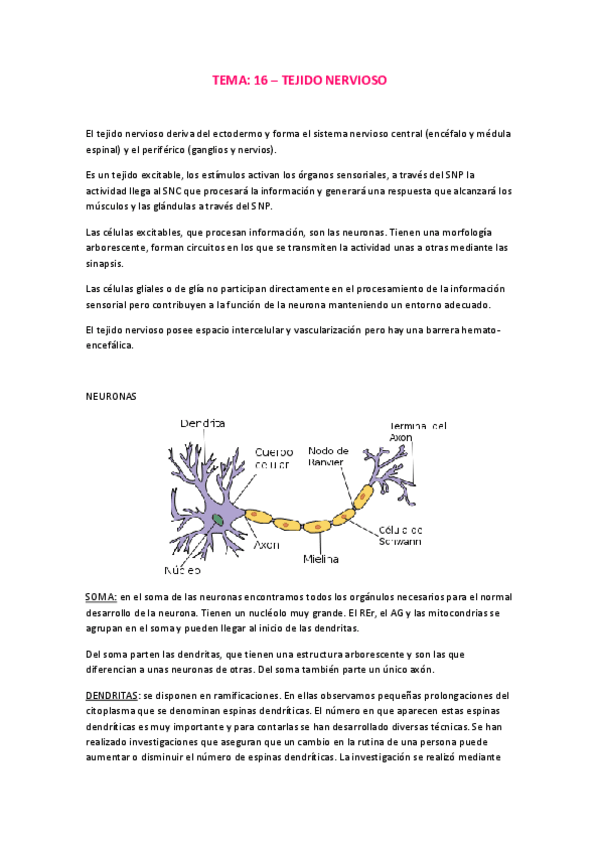 Miniatura del documento Tema 16 Tejido Nervioso.pdf