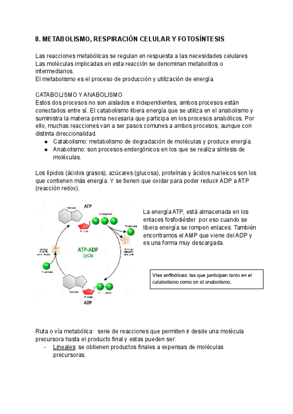 Miniatura del documento METABOLISMO-RESPIRACION-CELULAR-Y-FOTOSINTESIS.pdf