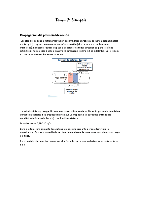 Miniatura del documento Tema-2-sinpsis-fisio-II.pdf