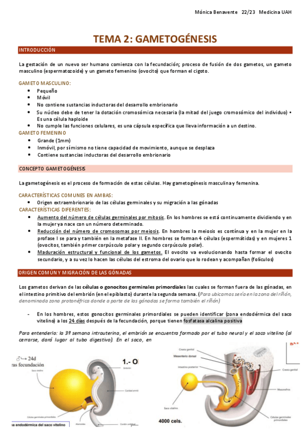 Miniatura del documento TEMA-2-Gametogenesis.pdf