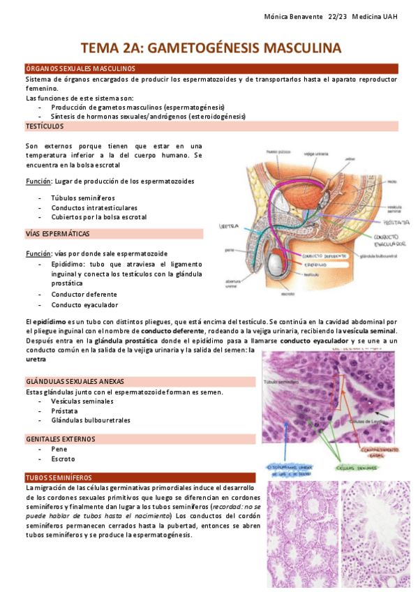 Miniatura del documento TEMA-2A-Gametogenesis-masculina.pdf