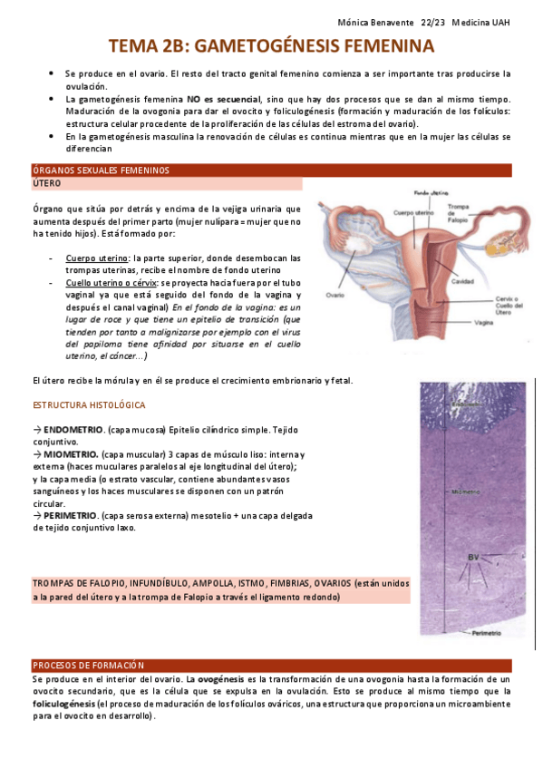 Miniatura del documento TEMA-2B-Gametogenesis-femenina.pdf