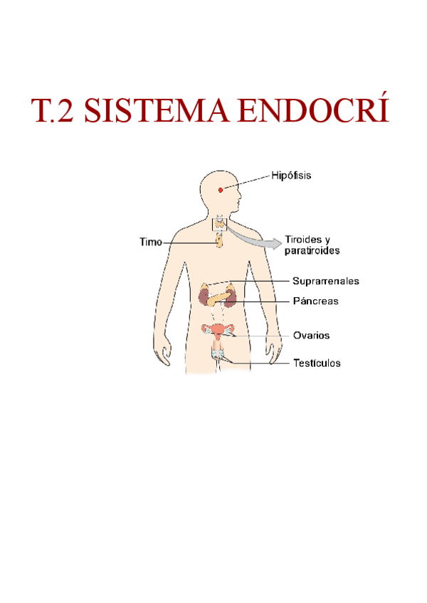 Miniatura del documento T.2-SISTEMA-ENDOCRI.docx.pdf