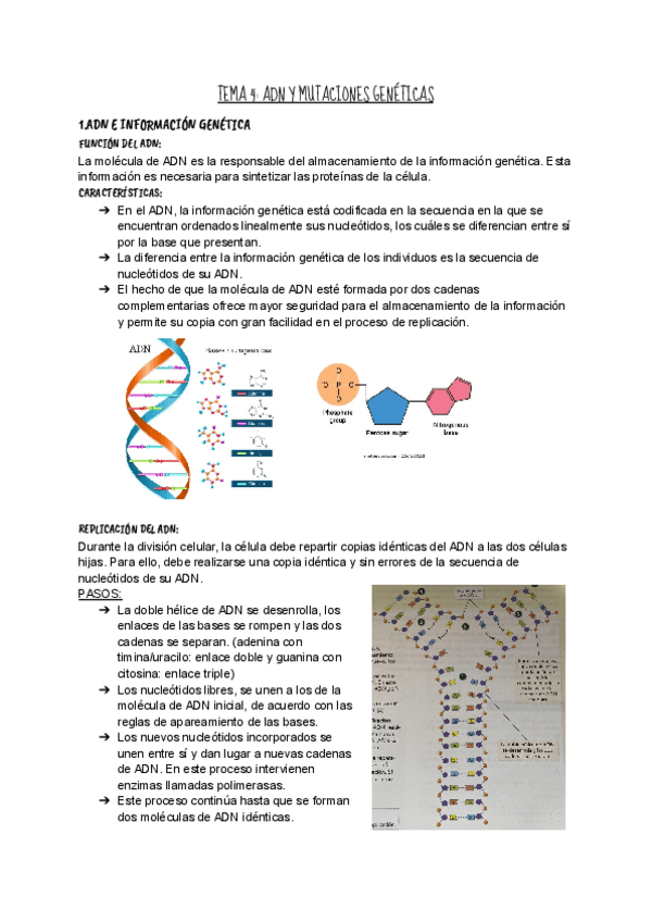Miniatura del documento T4-ADN-y-mutaciones-genicas.pdf