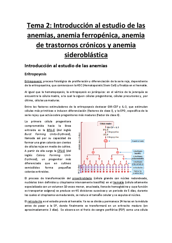 Miniatura del documento Tema-2-Anemias-ferropenicas-ATC-y-sideroblasticas.pdf