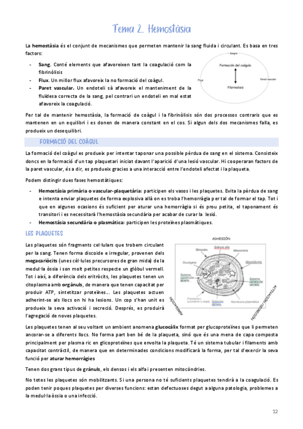 Miniatura del documento Tema-2.-Hemostasia.pdf