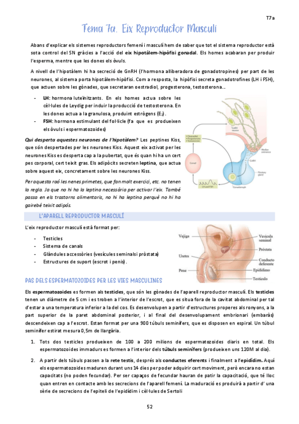 Miniatura del documento Tema-7a.-Eix-Reproductor-Masculi.pdf