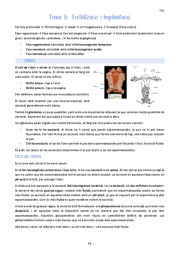 Miniatura del documento Tema-7c.-Fertilitzacio-i-Implantacio.pdf