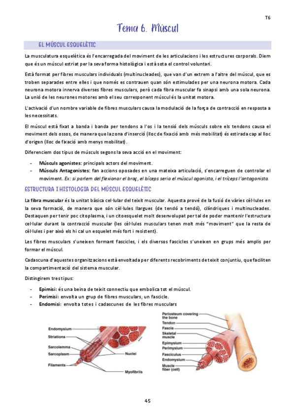 Miniatura del documento Tema-6.-Muscul.pdf