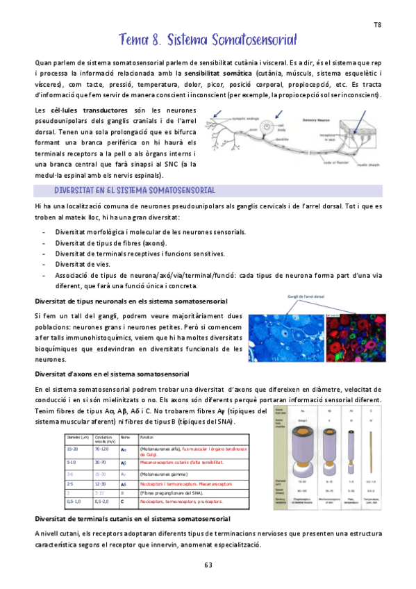 Miniatura del documento Tema-8.-Sistema-Somatosensorial.pdf