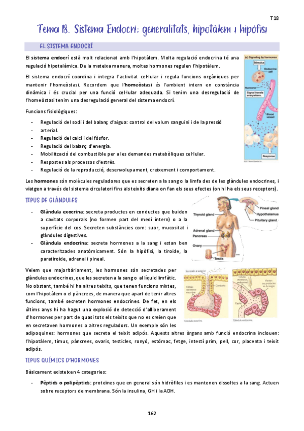Miniatura del documento Tema-18.-Sistema-Endocri-generalitats-hipotalem-i-hipofisi.pdf