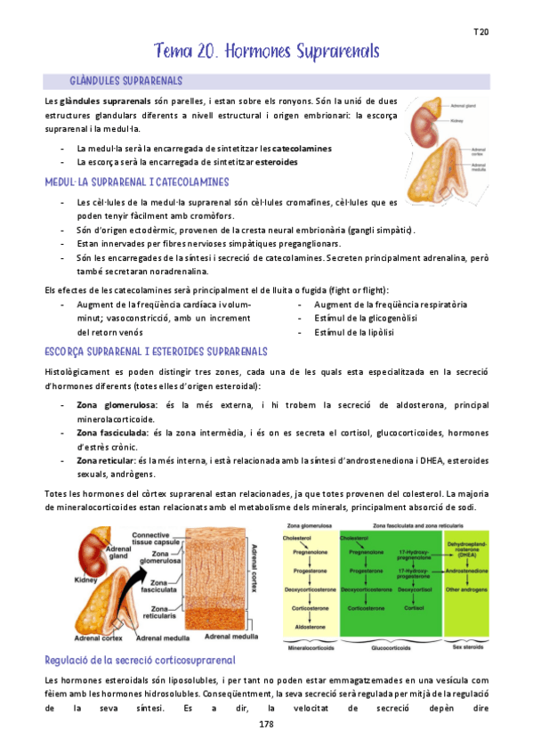 Miniatura del documento Tema-20.-Hormones-Suprarenals.pdf
