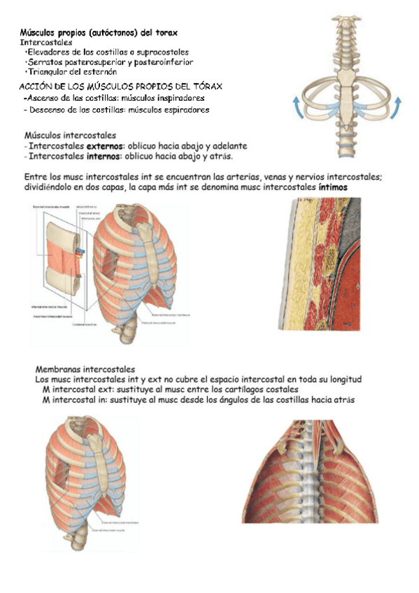 Miniatura del documento musculos TORAX.pdf