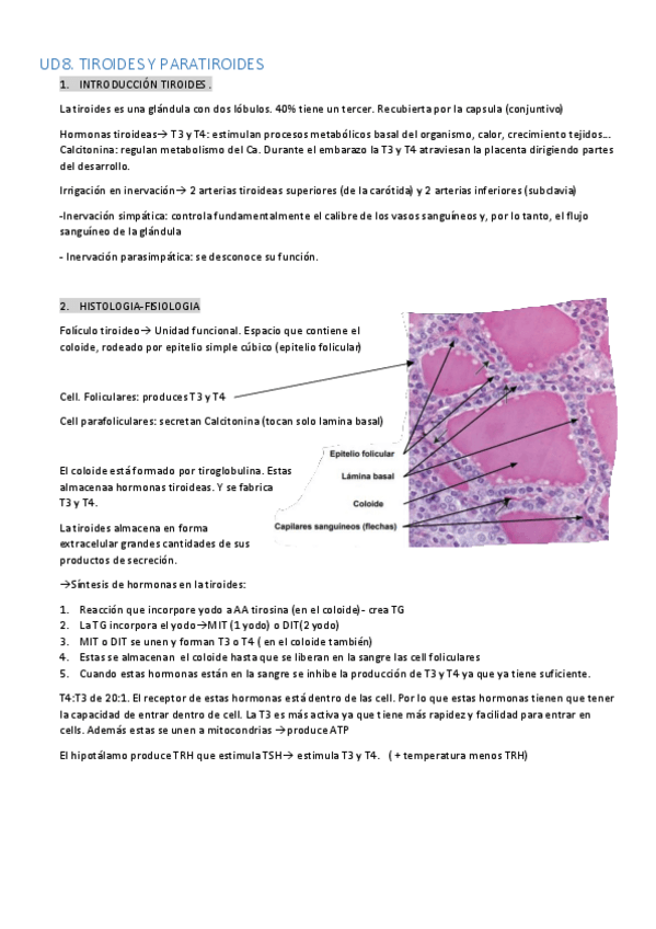 Miniatura del documento UD8-RESUMEN-TIROIDES.pdf