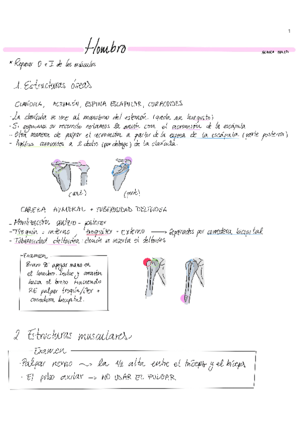 Miniatura del documento Hombro-anatomia-palpatoria.pdf