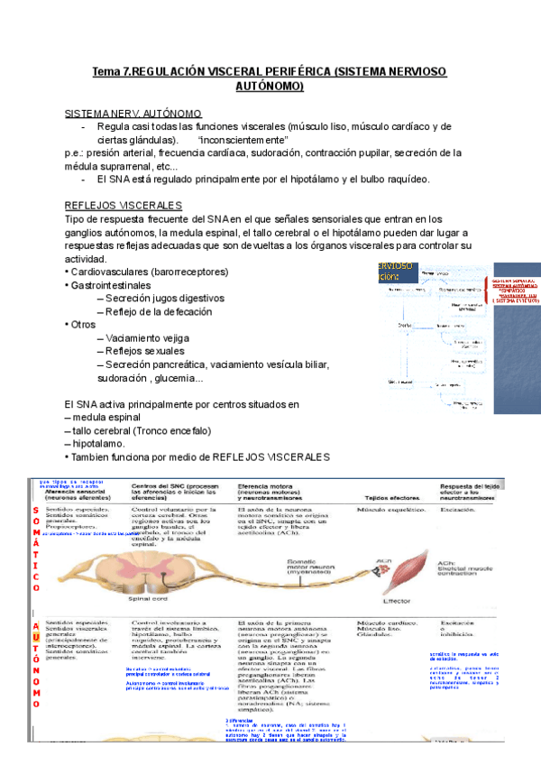 Miniatura del documento Tema-7-REGULACION-VISCERAL-PERIFERICA-SISTEMA-NERVIOSO-AUTONOMO-1.pdf