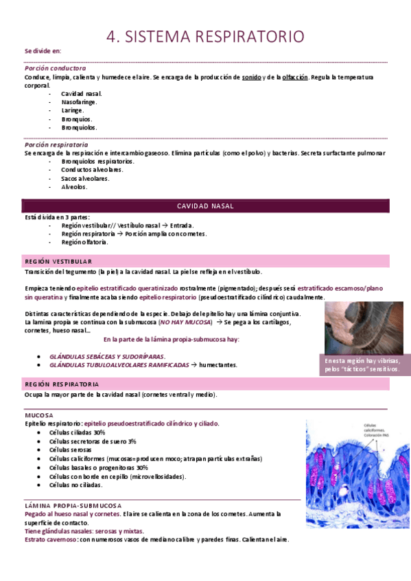 Miniatura del documento Sistema respiratorio.pdf