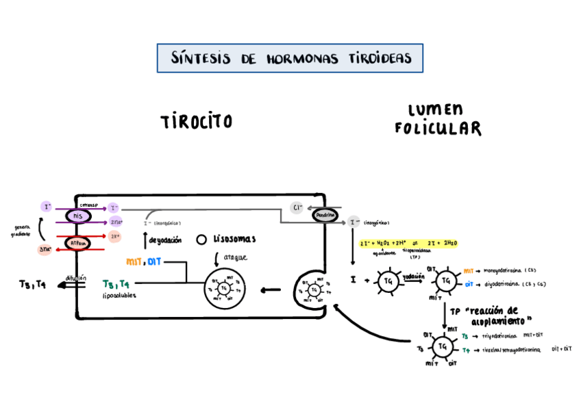 Miniatura del documento sintesis-de-hormonas-tiroideas.pdf