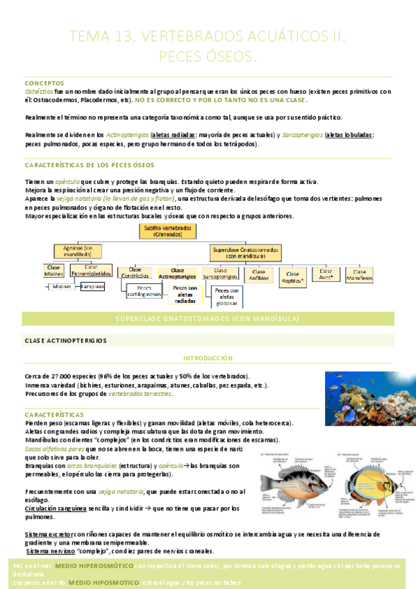 Miniatura del documento T.13. Vertebrados acuáticos II. Peces óseos.pdf