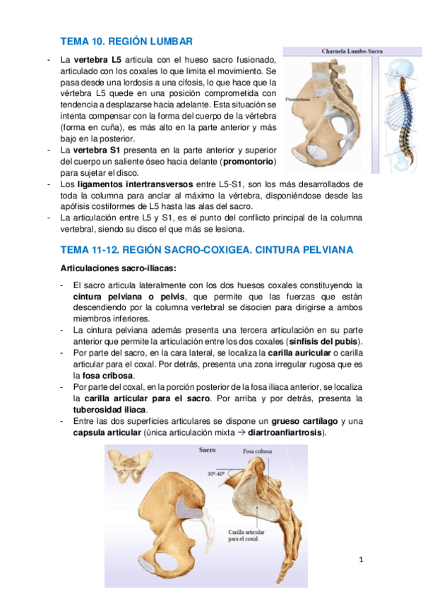 Miniatura del documento TEMA 10-11,12.pdf