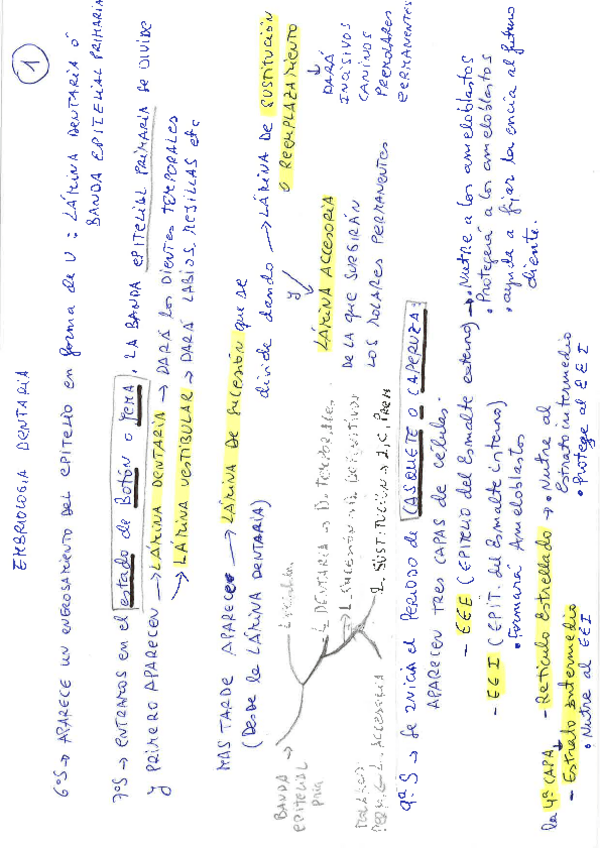 Miniatura del documento Resumen-de-Embriologia-Dental.pdf