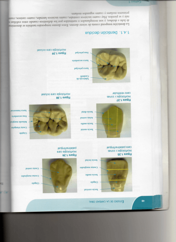 Miniatura del documento Vocabulario-de-Morfologia-Dental.pdf