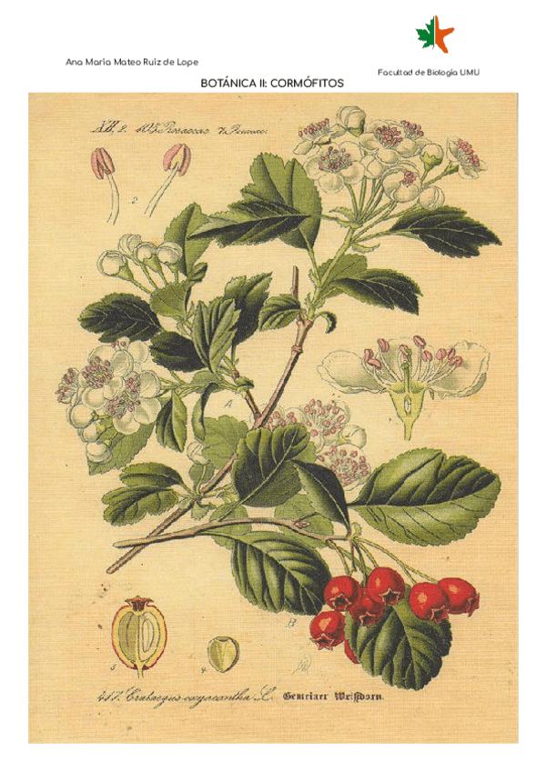 Miniatura del documento Botanica-de-cormofitos.pdf