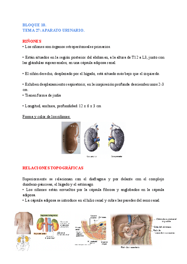 Miniatura del documento anatomia-general-TEMAS-27-28.pdf
