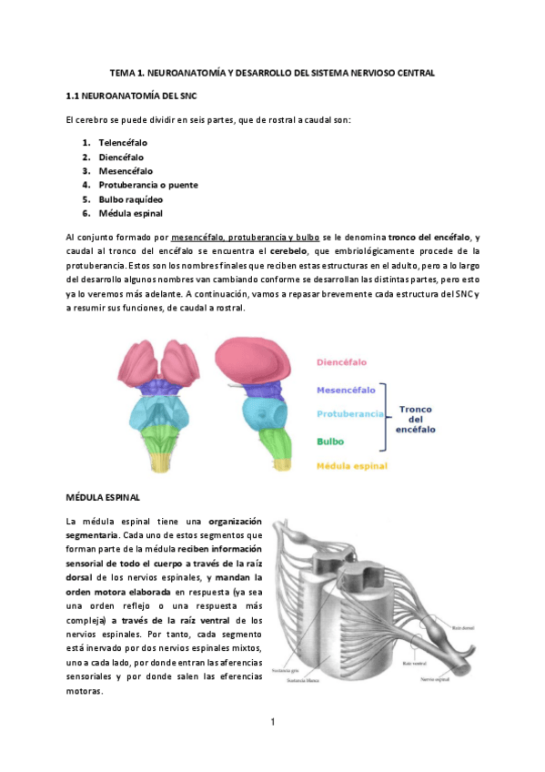 Miniatura del documento Tema-1.-Neuroanatomia-y-desarrollo-del-SNC.pdf