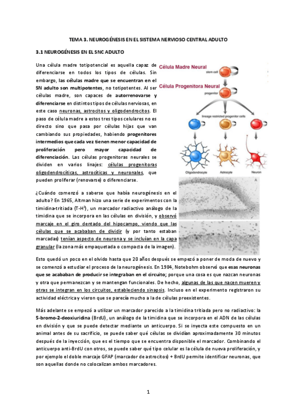 Miniatura del documento Tema-3.-Neurogenesis-en-el-SNC-adulto.pdf