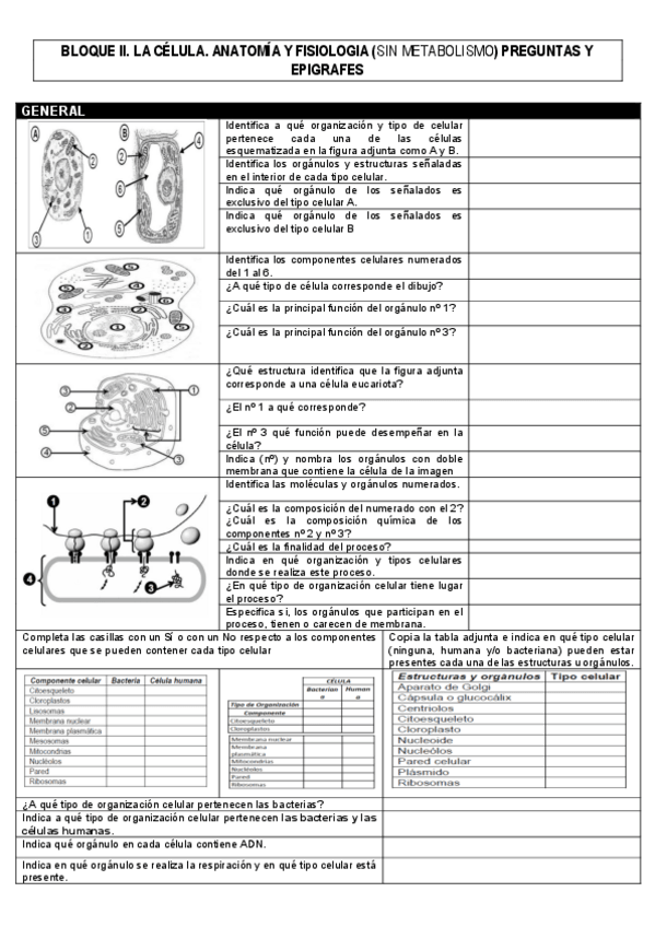 Miniatura del documento EBAU-BLOQUE-II.-LA-CELULA-no-metabolismo-PREGUNTAS.pdf
