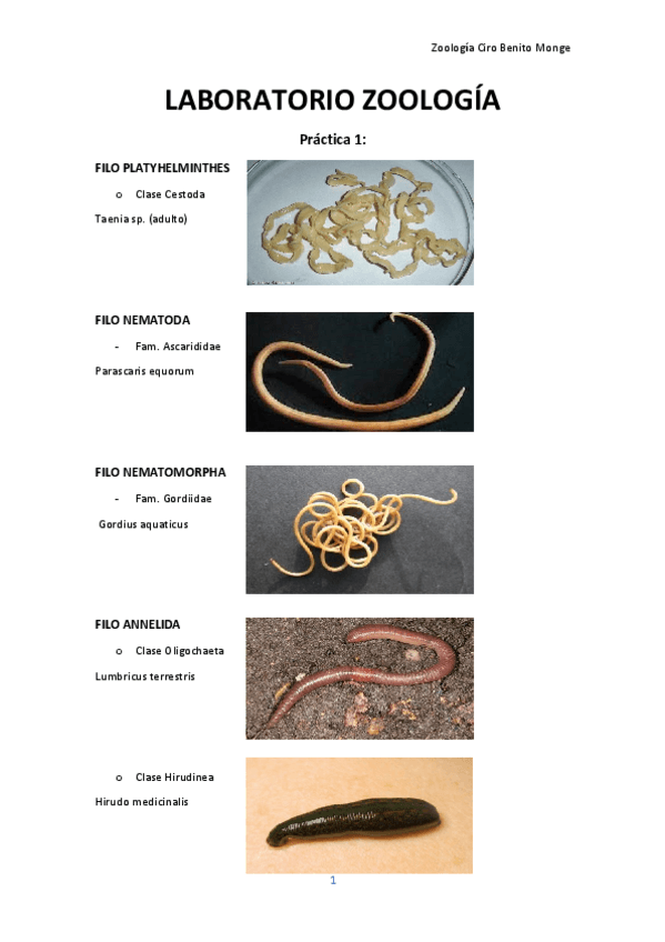 Miniatura del documento LABORATORIO-ZOOLOGIA-CIRO-BENITO.pdf
