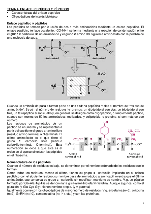 Miniatura del documento apuntes-2021-tema-4-bioquimica.pdf