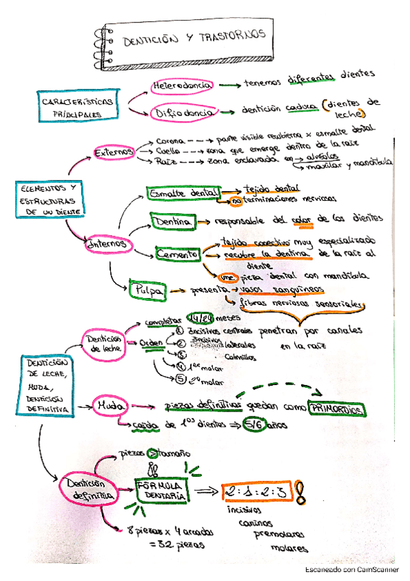 Miniatura del documento ESQUEMA-Denticion-y-trastornos.pdf