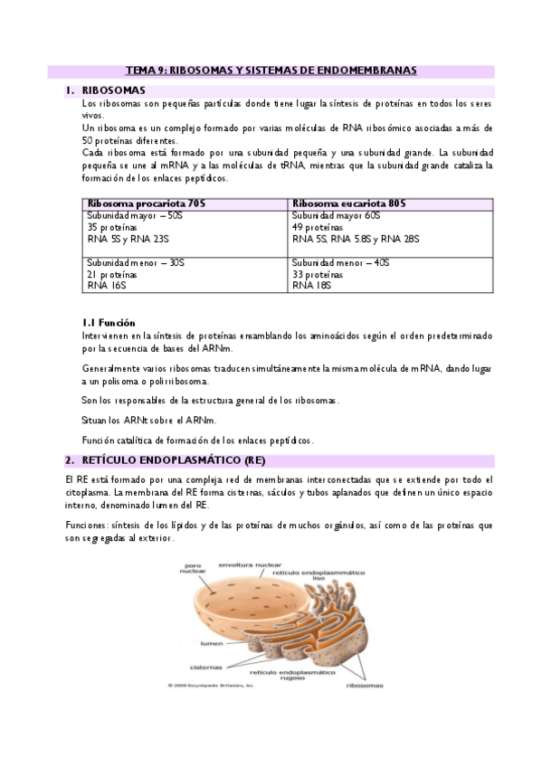 Miniatura del documento TEMA-9-RIBOSOMAS-Y-ENDOMEMBRANAS.pdf