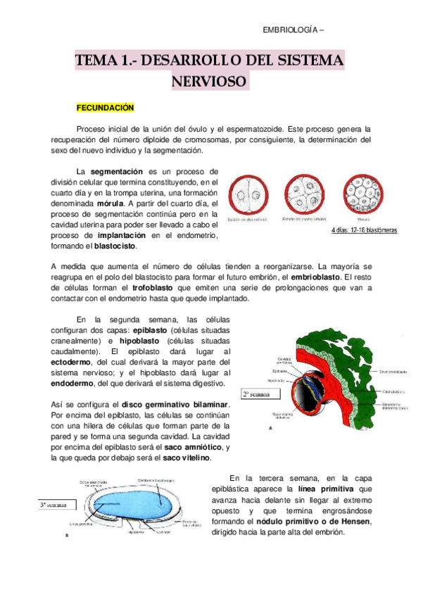 Miniatura del documento EMBRIOLOGIA.pdf