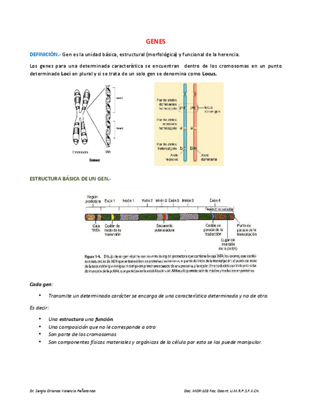 Miniatura del documento TEMA-4-GENES.pdf