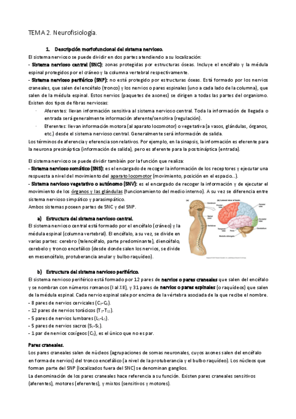 Miniatura del documento TEMA-2.-Neurofisiologia.pdf