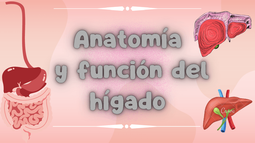 Miniatura del documento Anatomia-y-funcion-del-higado.pdf