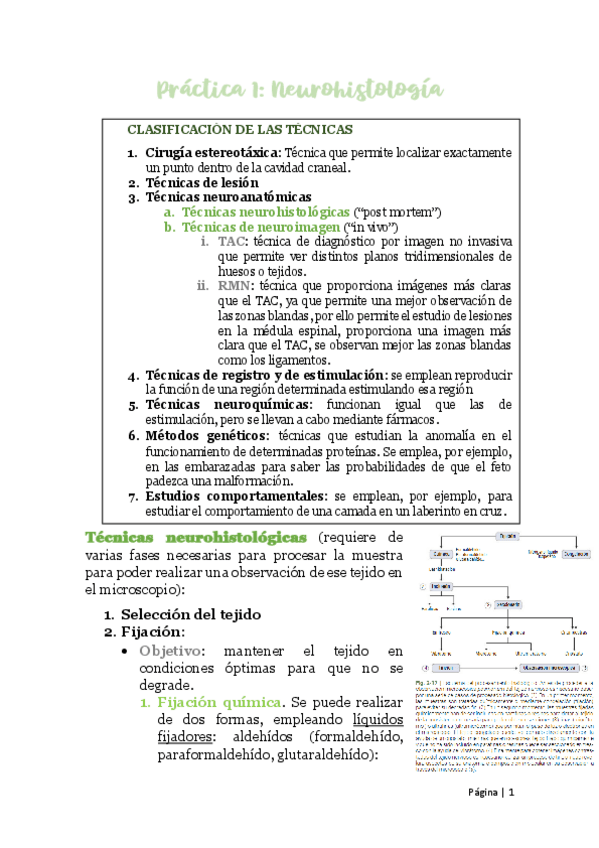 Miniatura del documento Practica-de-Neurohistologia.pdf