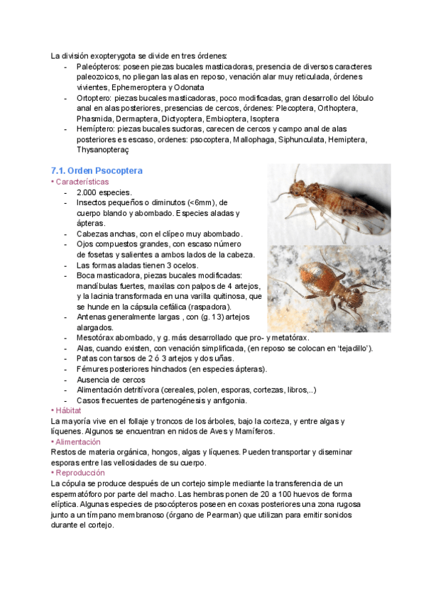 Miniatura del documento Tema-7.-Hemipteroideos.pdf