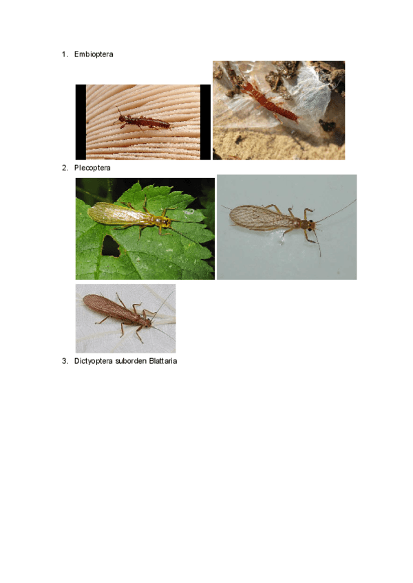 Miniatura del documento VISU-ZOOLOGIA.pdf