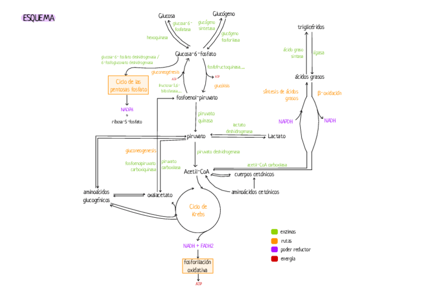 Miniatura del documento ESQUEMA-METABOLISMO.pdf