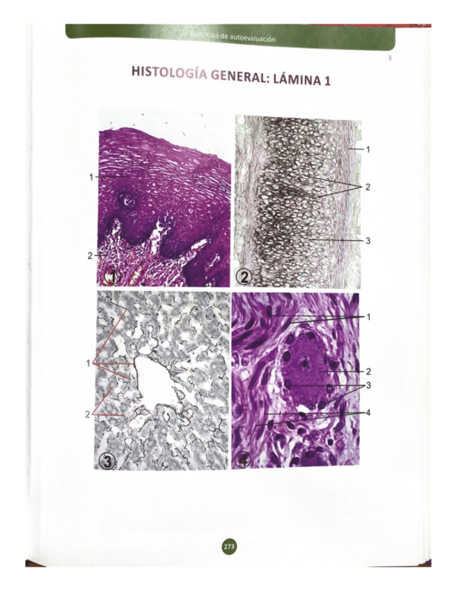 Miniatura del documento IMAGENES-MUDAS-CON-RESPUESTAS.pdf