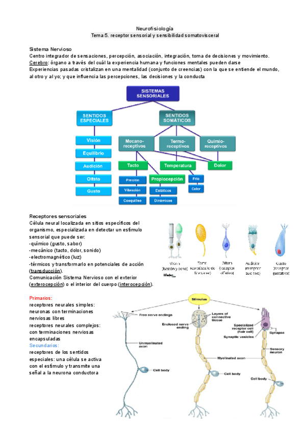 Miniatura del documento Neurofisiologia.-Tema-5..pdf