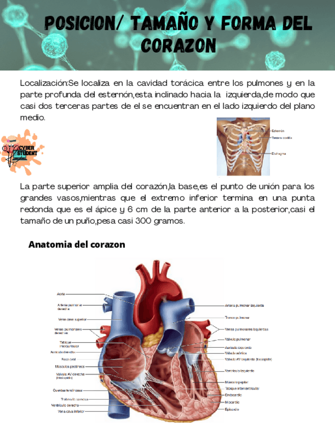 Miniatura del documento POSICION Y TAMAÑO DEL CORAZON.pdf