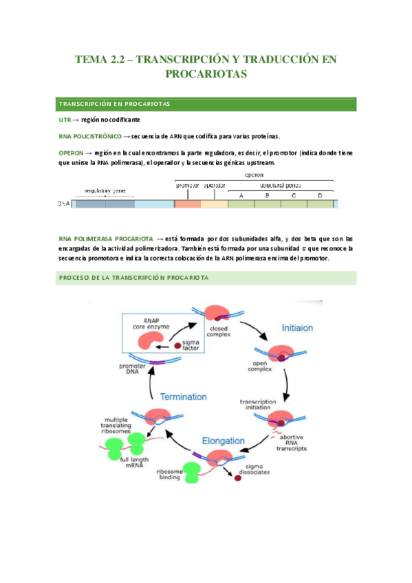 Miniatura del documento Transcripcion-y-traduccion-en-procariotas.pdf