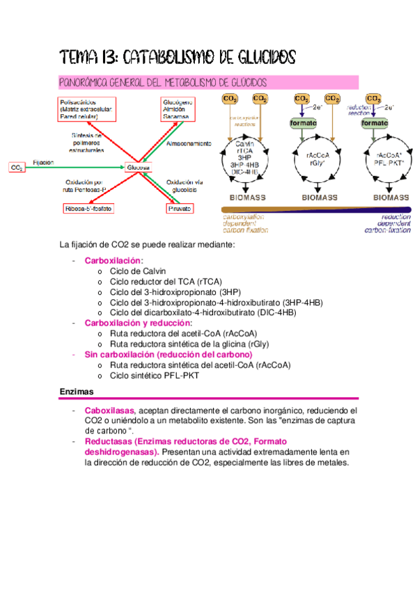 Miniatura del documento TEMA-13-catabolismo-de-glucidos.pdf