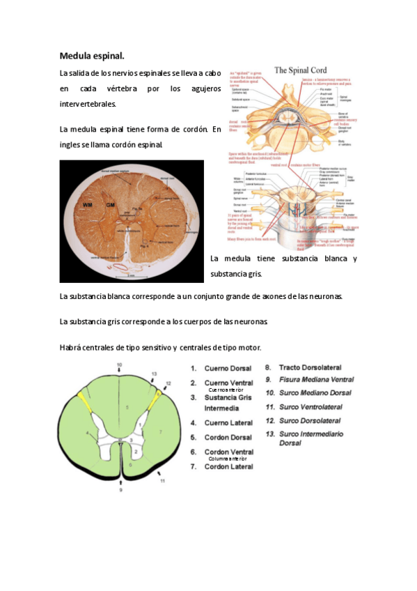 Miniatura del documento Medula-espinal.-anatomia-21-03-19.pdf
